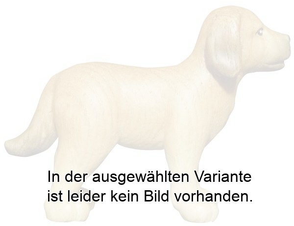 Hund Labrador