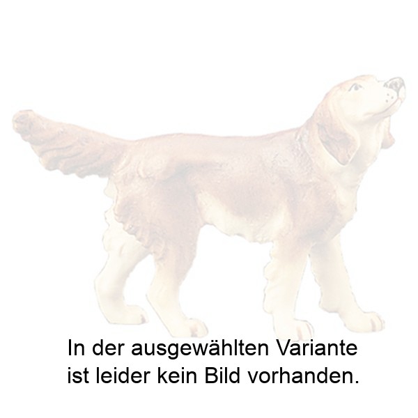 Irischer Setter